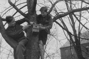 Schüler mit einem Vogel-Nistkasten : Schüler beim Anbringen des Nistkastens an einem Baum