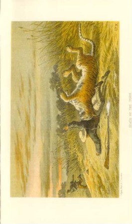 Death of the tiger