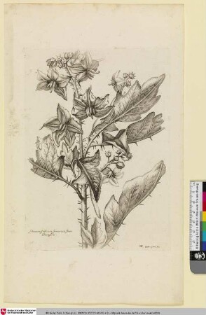 Solanum Indicum Spinosum flore Boraginis