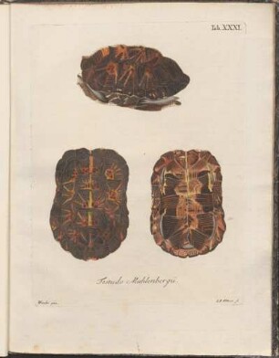 Tab. XXXI: Testudo Muhlenbergii