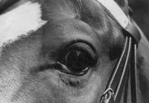 Tierfotografie. Kopf eines Pferdes. Detailsaufnahme der Augen