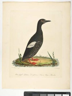 Uria Grylle. Latham. Die schwarze Lumme. Junges Männchen. - Trottellumme. Uria aalge; mas juv. - Zeichner: Johann Mathias Hergenröder; Stecher: Johann Carl Bock