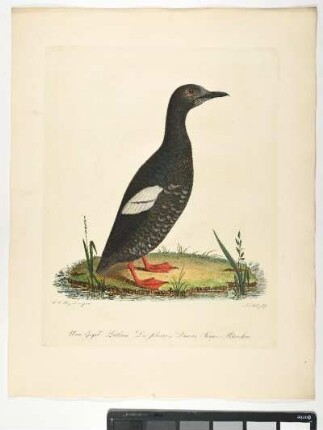 Uria Grylle. Latham. Die schwarze Lumme. Junges Männchen. - Trottellumme. Uria aalge; mas juv. - Zeichner: Johann Mathias Hergenröder; Stecher: Johann Carl Bock
