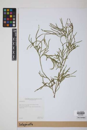 Selaginella P. Beauv.