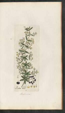 142. Rubia tinctorum
