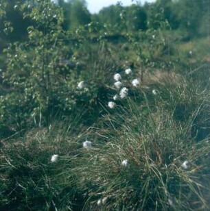 Urwald Sababurg. Wollgras