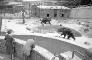 Inbetriebnahme des neuen Bärengeheges im Stadtgarten