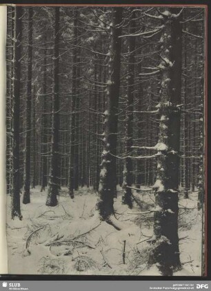 Tannenwald nach Schneegestöber