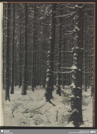 Tannenwald nach Schneegestöber