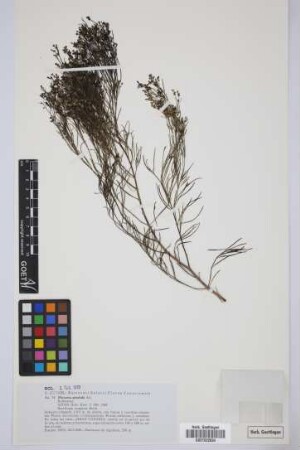 Plocama pendula Aiton