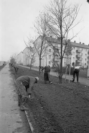 Anpflanzung von Bäumen in der Pulverhausstraße