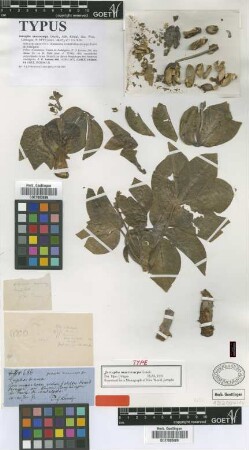 Jatropha macrocarpa Griseb. [type]