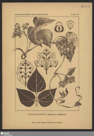 Feuerbohne (Phaseolus multiforus)
