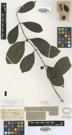 Morinda royoc L. var. latifolia Griseb.[holotype]
