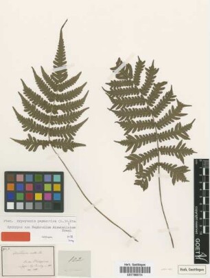 Nephrodium diversilobum C.Presl [syntype]