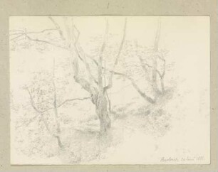 Waldweg bei Bertrich