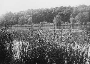 Sapropelitbank im Schlachtensee : Geologie | Kohlengeologie | Entstehung der Kohle