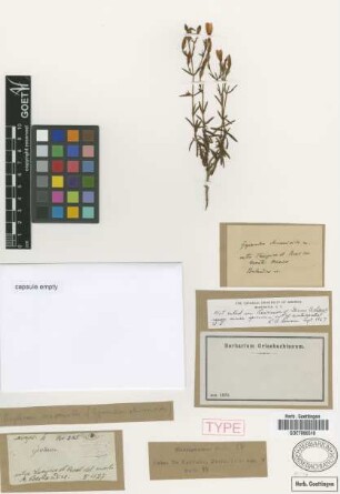 Erythraea macrantha Hook. & Arn.
