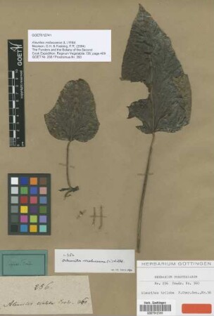 Aleurites trilobus J.R.Forst. & G.Forst. [type]