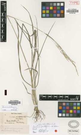Panicum hirsutum Sw.
