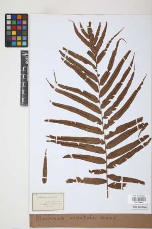 Blechnum orientale L.