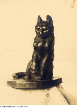 Kampfbereit (Katze)