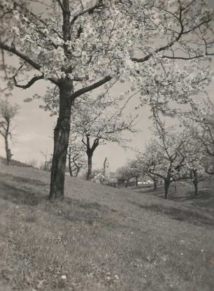 Bad Brambach-Schönberg, am Kapellenberg. Blühende Kirschbäume. Blick zur Kirche