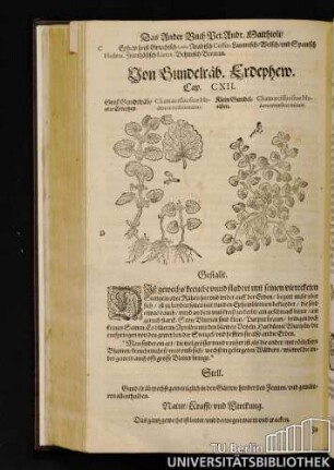 Cap. CXII. Vond Gundelraeb, Erdephew.