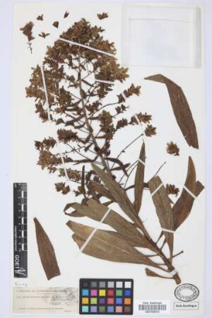 Echium decaisnei decaisnei Webb & Berth.