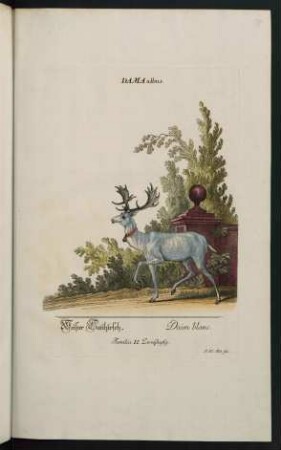 Dama albus. Weißer Thanhirsch. Daim blanc. Familia II. Zweyhufig