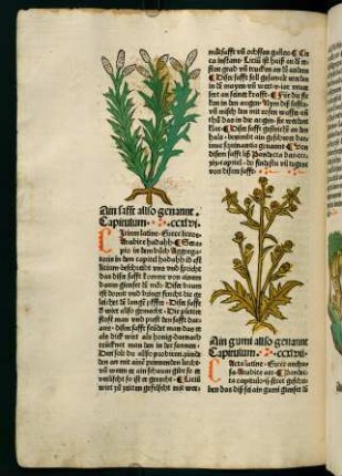 131v, Ain safft (246. Kapitel)