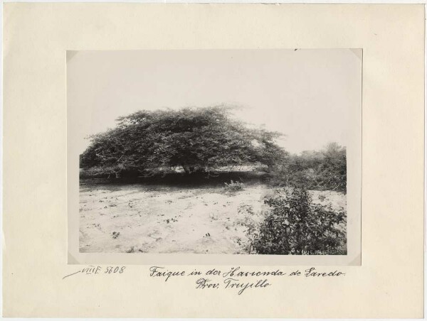 Faique dans l'hacienda de Laredo