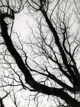 Baum von Unten