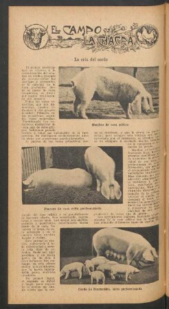 La cría del cerdo : El campo y la chacra