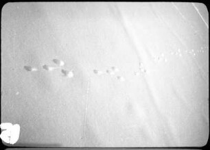 Spuren im Schnee