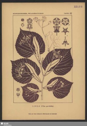 Linde (Tilia parvifolia)
