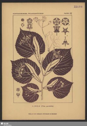 Linde (Tilia parvifolia)