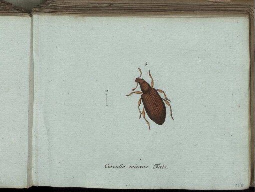 Curculio micans Fabr. - Oxyporus rufus Fabr.