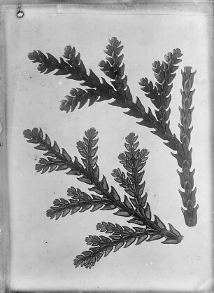 Hiba-Lebensbaum (Thujopsis dolobrata), Zweigspitzen