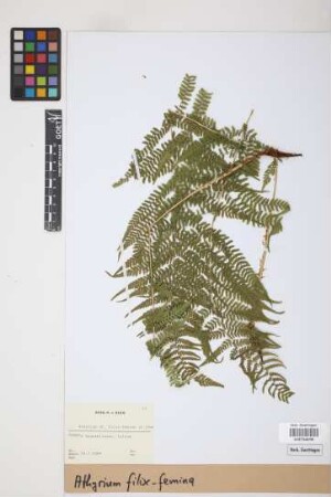 Athyrium filix-femina (L.) Roth