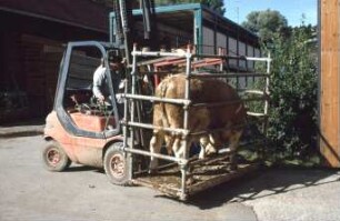 Fotografie: Wiegetechnik, Tierwaage, Bullenmast, Gabelstapler, LKW