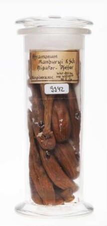 Aframomum daniellii (Hook.f.) K.Schum. aus Westafrika