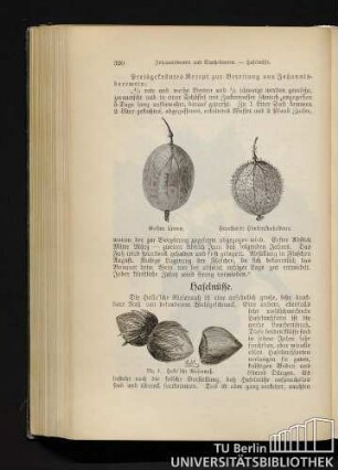 Haselnüsse.