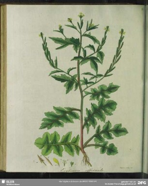 Zu Tabula XXVIIII. Erysimum Officinale. Gewöhnlicher Hederich