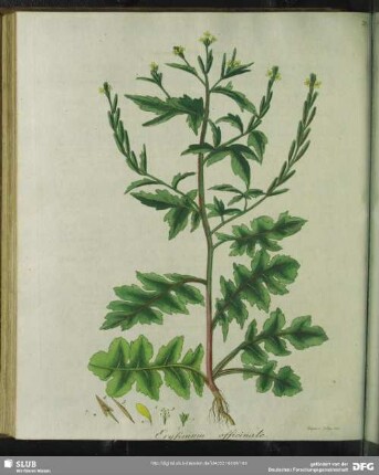 Zu Tabula XXVIIII. Erysimum Officinale. Gewöhnlicher Hederich