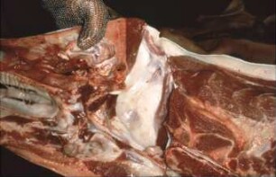 Fotografie: Precision Livestock Farming, Tieridentifikation, Implantat