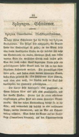 Sphynges. Schwaermer.