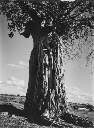 Baobab : Ein Affenbrotbaum nahe einer kleinen Siedlung