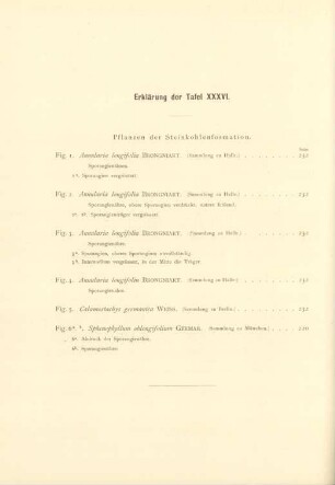 Erklärung der Tafel XXXVI.