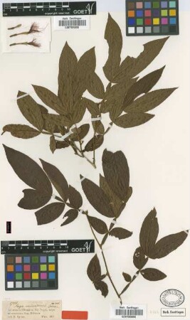 Inga micradenia Spruce ex Benth. [type]